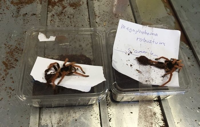 Australian Customs Seize Mail Containing Live Reptiles And Arachnids (4 pics)