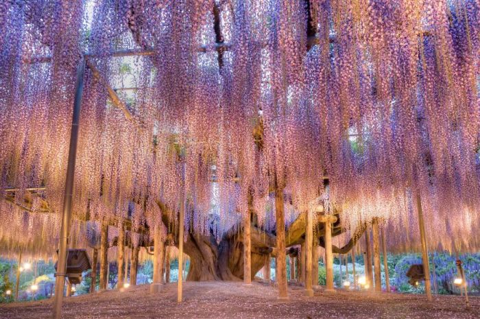 Why You Need To Hop On A Plane And Visit Japan's Wisteria Festival (35 pics)