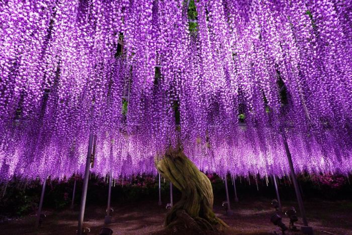 Why You Need To Hop On A Plane And Visit Japan's Wisteria Festival (35 pics)