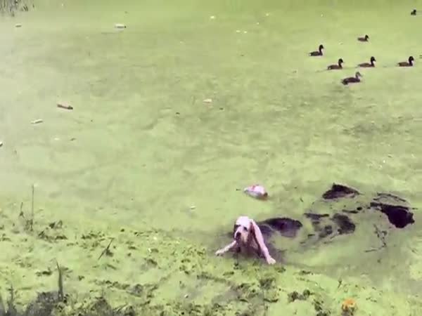 Pup Hilariously Thinks Pond Algae Is Grass