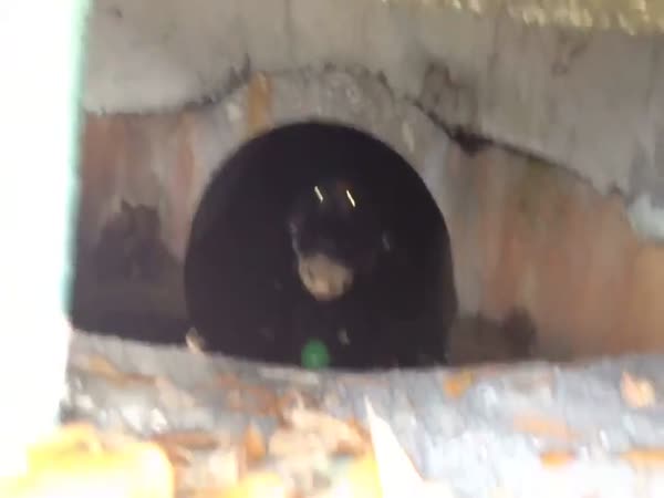 Surprise In Florida's Sewers