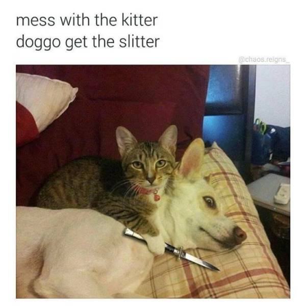 Memes You'll Only Understand If Cats Rule Your World (32 pics)