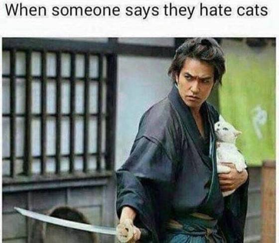 Memes You'll Only Understand If Cats Rule Your World (32 pics)