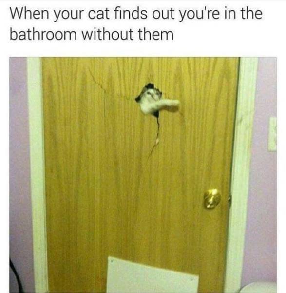 Memes You'll Only Understand If Cats Rule Your World (32 pics)