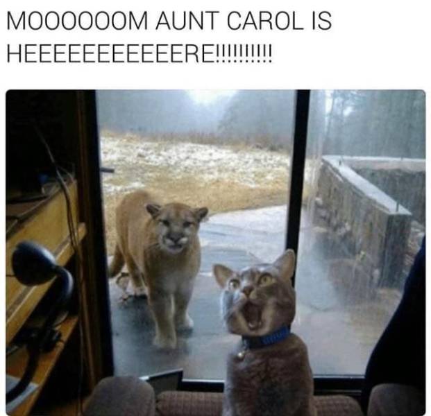 memes aunt carol mom funny cats animals cat rule understand everything humor animal ll around enough person face quotes meme