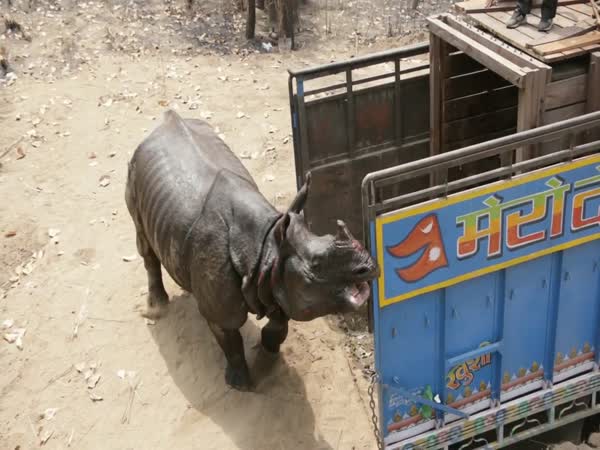Rhino Released In Shuklaphanta National Park