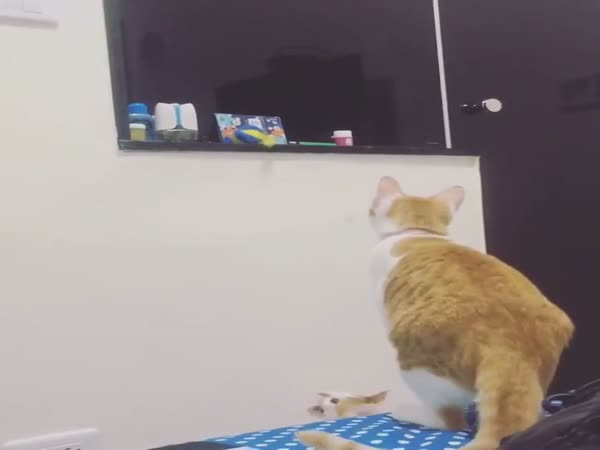 Cat Helped The Kitten