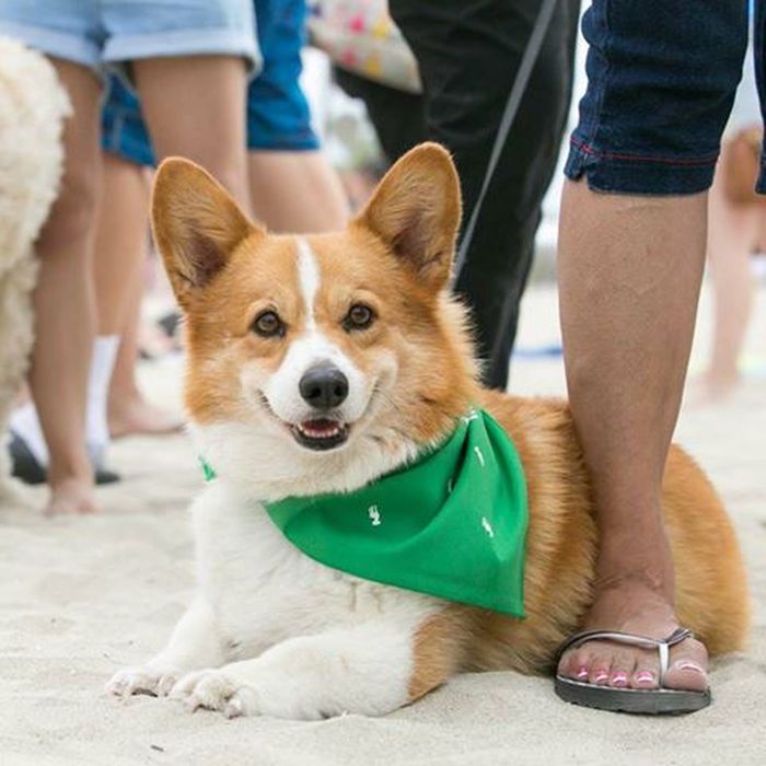 Corgis Enjoy A Day On The Beach (17 pics)