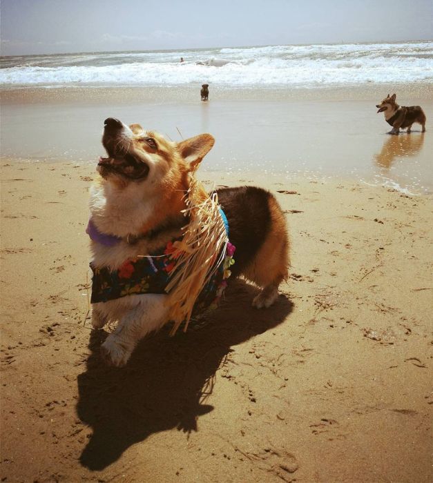 Corgis Enjoy A Day On The Beach (17 pics)