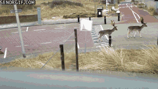 Acid Gifdump, April 11, 2017 (25 gifs)