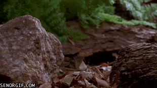 Acid Gifdump, April 11, 2017 (25 gifs)
