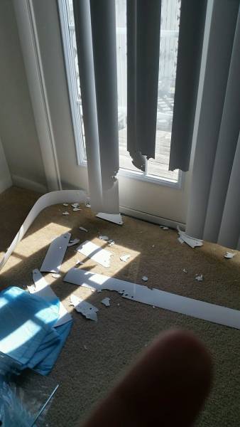 If You Give Your Pets The Chance They Will Destroy Your House (43 pics)