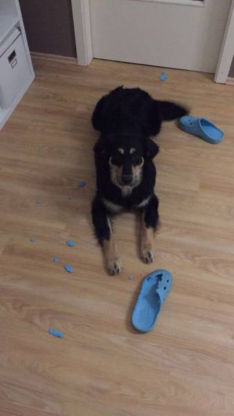 If You Give Your Pets The Chance They Will Destroy Your House (43 pics)