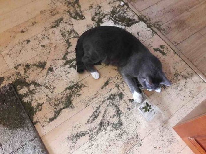 If You Give Your Pets The Chance They Will Destroy Your House (43 pics)