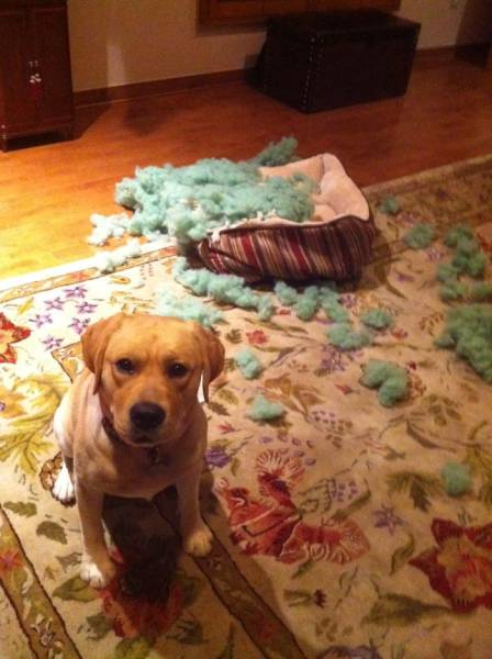 If You Give Your Pets The Chance They Will Destroy Your House (43 pics)