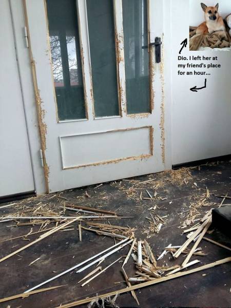 If You Give Your Pets The Chance They Will Destroy Your House (43 pics)