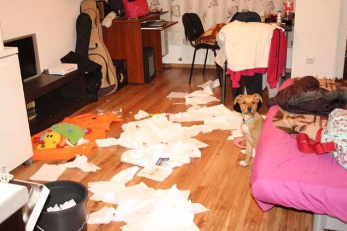 If You Give Your Pets The Chance They Will Destroy Your House (43 pics)