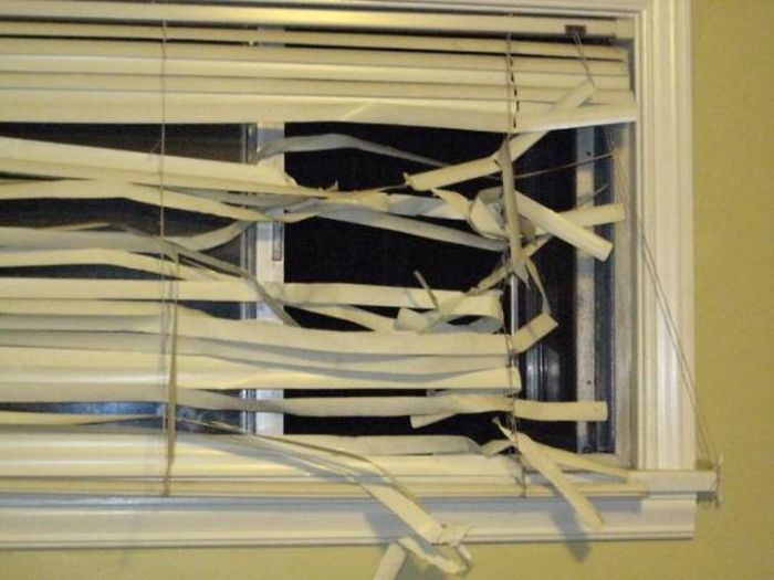 If You Give Your Pets The Chance They Will Destroy Your House (43 pics)