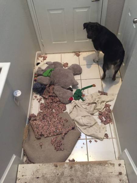If You Give Your Pets The Chance They Will Destroy Your House (43 pics)