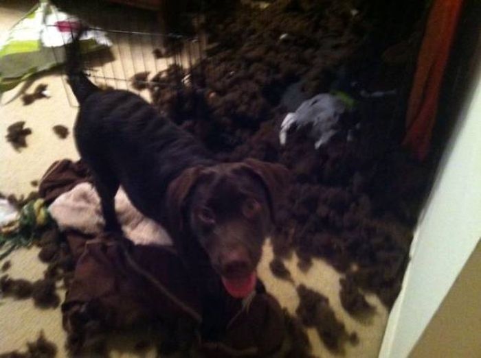 If You Give Your Pets The Chance They Will Destroy Your House (43 pics)