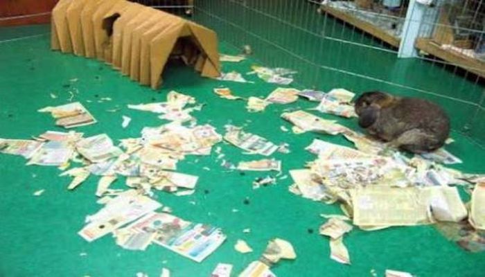 If You Give Your Pets The Chance They Will Destroy Your House (43 pics)