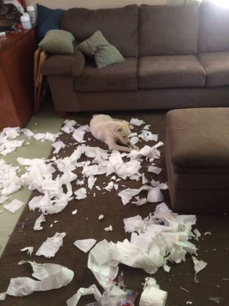If You Give Your Pets The Chance They Will Destroy Your House (43 pics)
