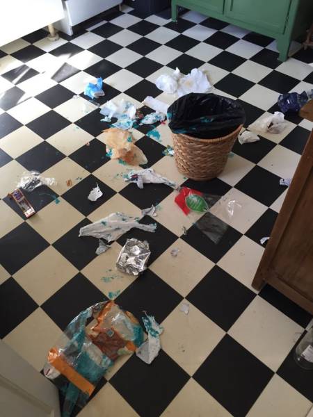If You Give Your Pets The Chance They Will Destroy Your House (43 pics)