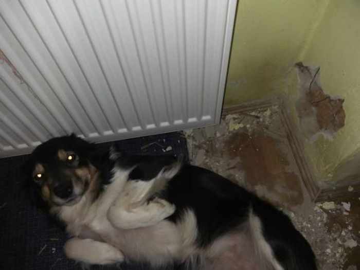 If You Give Your Pets The Chance They Will Destroy Your House (43 pics)