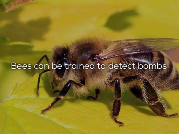 Science Facts That We All Need In Our Lives (25 pics)