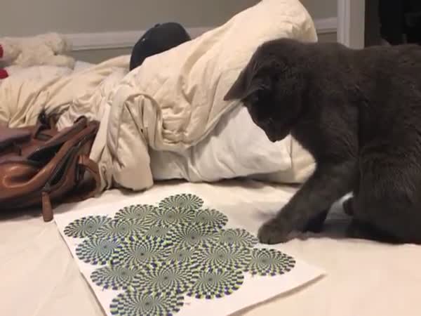 Cat Mesmerized By Optical Illusion