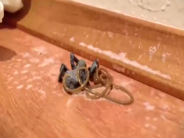 This Horse Hair Worm Exiting A Dead Spider Is Creepy As Hell