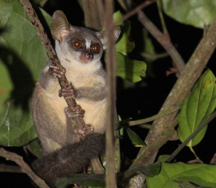 New Dwarf Galago Species Discovered In Angola (5 pics)