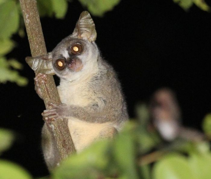 New Dwarf Galago Species Discovered In Angola (5 pics)