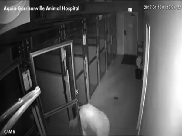 Escape From The Animal Hospital