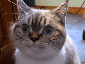 GIFs That Were Combined For Maximum Hilariousness (18 gifs)