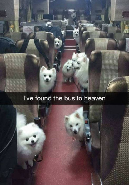 Dogs Are Like Celebrities On Snapchat (50 pics)