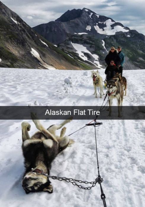 Dogs Are Like Celebrities On Snapchat (50 pics)