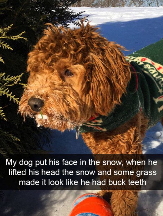Dogs Are Like Celebrities On Snapchat (50 pics)