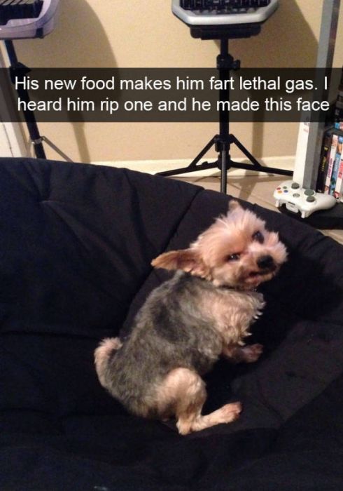 Dogs Are Like Celebrities On Snapchat (50 pics)