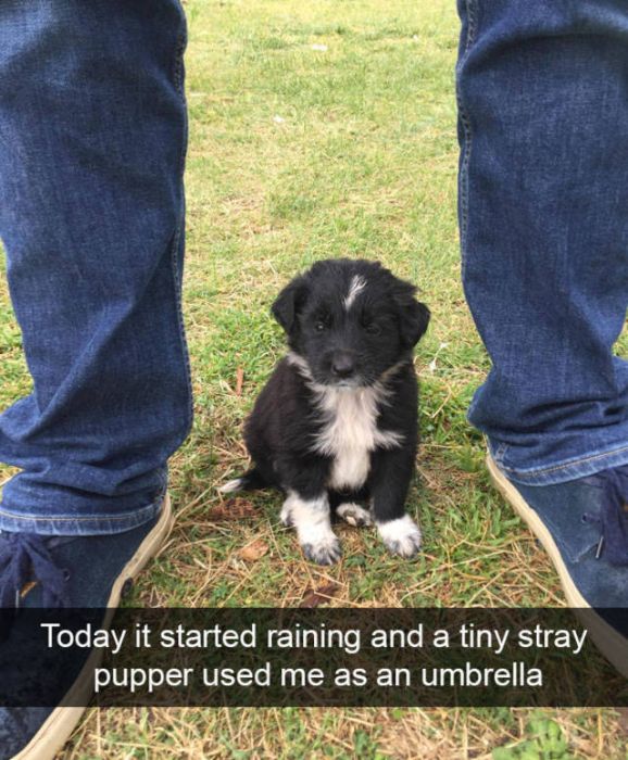 Dogs Are Like Celebrities On Snapchat (50 pics)
