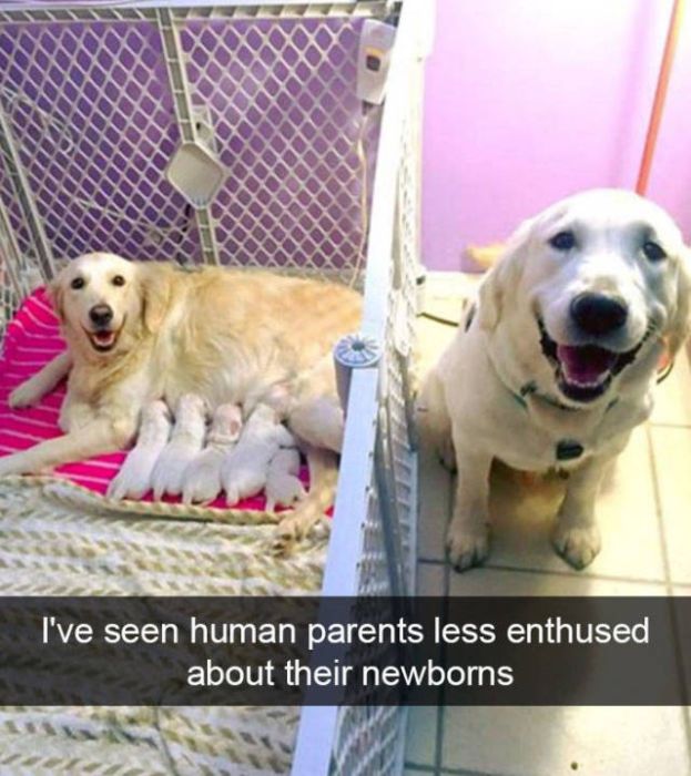 Dogs Are Like Celebrities On Snapchat (50 pics)