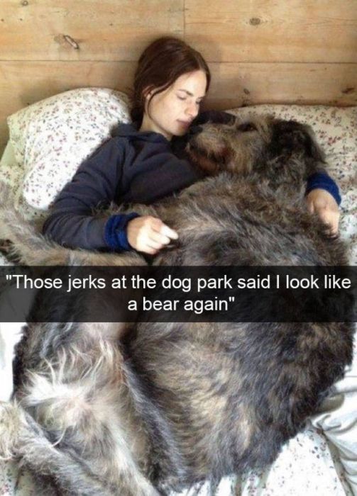 Dogs Are Like Celebrities On Snapchat (50 pics)