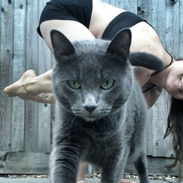 Awesome Pictures Of Cats Being Epic (27 pics)