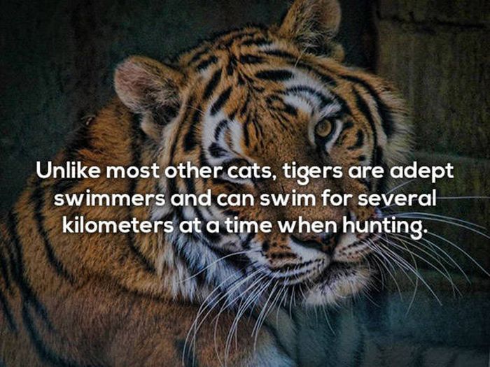 Surprising Facts You Need To Know About Tigers (21 pics)