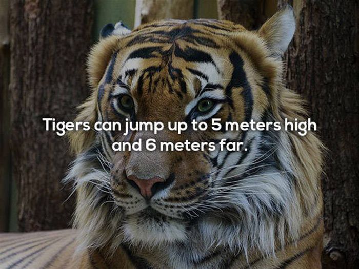 Surprising Facts You Need To Know About Tigers (21 pics)