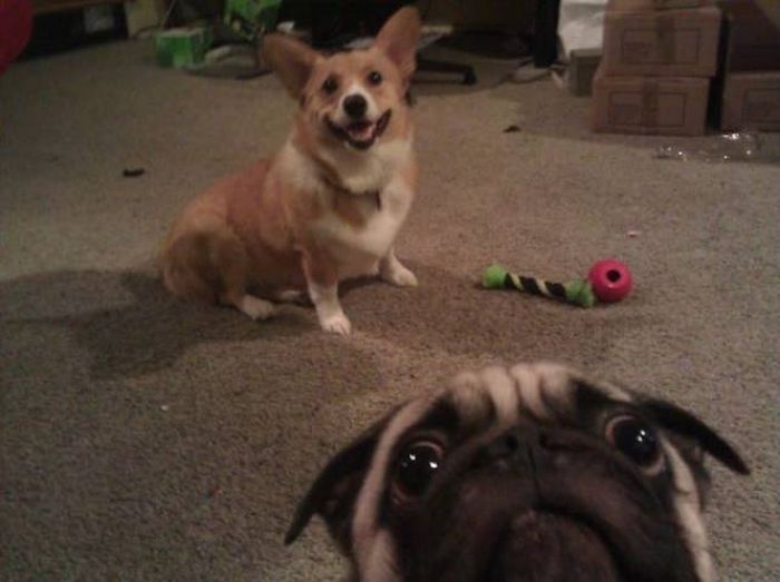 Dogs Are Really Good At Ruining Photos (50 pics)
