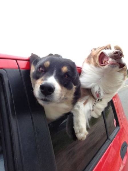 Dogs Are Really Good At Ruining Photos (50 pics)