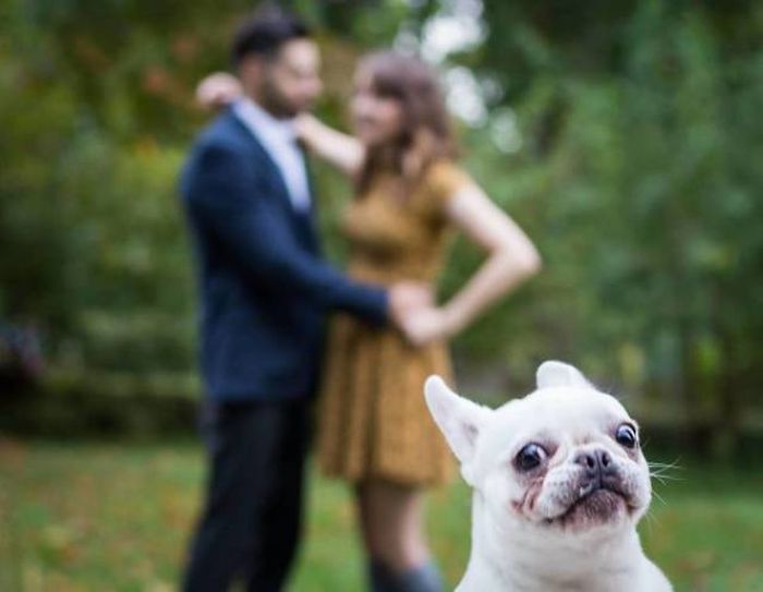 Dogs Are Really Good At Ruining Photos (50 pics)