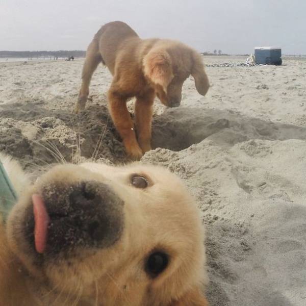 Dogs Are Really Good At Ruining Photos (50 pics)