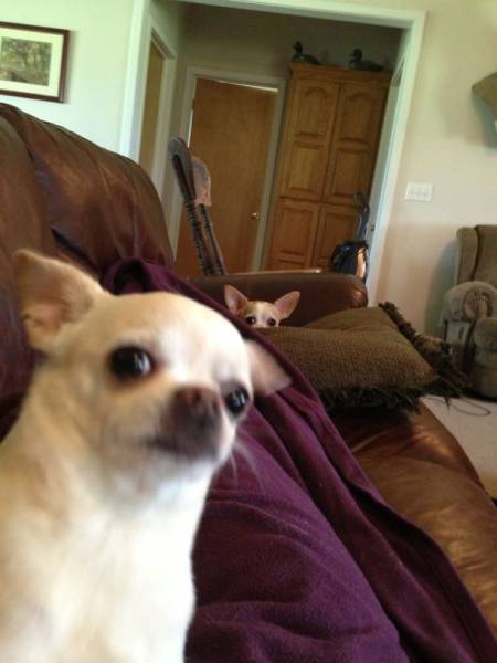 Dogs Are Really Good At Ruining Photos (50 pics)